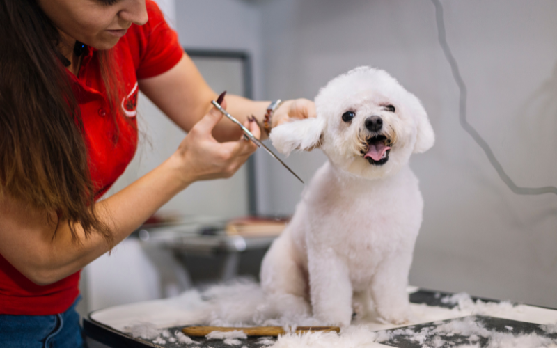 10 Best Pet Business Ideas That Are Profitable in 2025 (U.S. Edition)