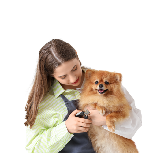 Professional Dog Groomer