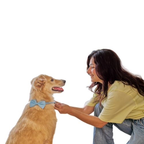 Pet Parent Boarding Interface